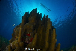 3 meter high pilar coral, Gardens of the queen, cuba, nik... by Noel Lopez 